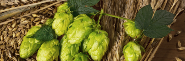 Hops for Food and Beverage Blog Ad - FBLB